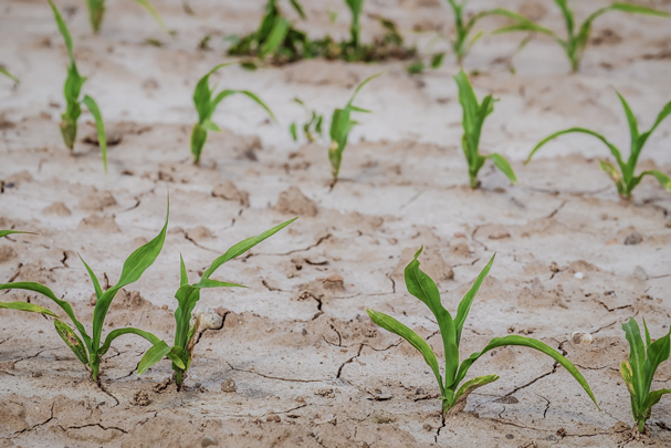 La sequía pegará a la producción de maíz